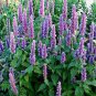 Imported Hyssop Plant Hyssop 40 Seeds