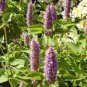 Imported Hyssop Plant Hyssop 40 Seeds