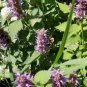 Imported Hyssop Plant Hyssop 40 Seeds