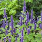 Imported Hyssop Plant Hyssop 40 Seeds