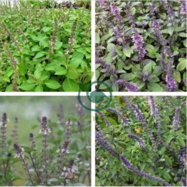 Basil Seeds Blue Spice 40 Seeds