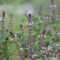 Basil Seeds Blue Spice 40 Seeds