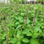 Basil Seeds Blue Spice 40 Seeds