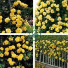 Rose Orangish Yellow Climbing Tree Plant 100 Seeds