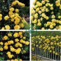 Rose Orangish Yellow Climbing Tree Plant 100 Seeds
