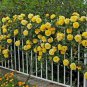 Rose Orangish Yellow Climbing Tree Plant 100 Seeds