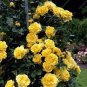 Rose Orangish Yellow Climbing Tree Plant 100 Seeds