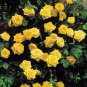 Rose Orangish Yellow Climbing Tree Plant 100 Seeds