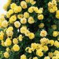 Rose Orangish Yellow Climbing Tree Plant 100 Seeds