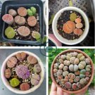Lithops Mixed 9 Types Succulent 20 Seeds