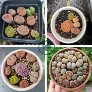 Lithops Mixed 9 Types Succulent 20 Seeds