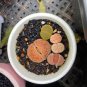 Lithops Mixed 9 Types Succulent 20 Seeds