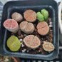 Lithops Mixed 9 Types Succulent 20 Seeds