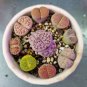 Lithops Mixed 9 Types Succulent 20 Seeds