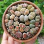 Lithops Mixed 9 Types Succulent 20 Seeds