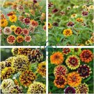 Zinnia Haageana Jazzy Mixed Flower 200 Seeds