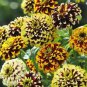 Zinnia Haageana Jazzy Mixed Flower 200 Seeds