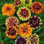 Zinnia Haageana Jazzy Mixed Flower 200 Seeds