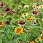 Zinnia Haageana Jazzy Mixed Flower 200 Seeds