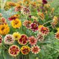 Zinnia Haageana Jazzy Mixed Flower 200 Seeds