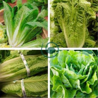 Romaine Lettuce (Lactuca L. var. longifolia) Vegetable 400 Seeds