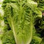 Romaine Lettuce (Lactuca L. var. longifolia) Vegetable 400 Seeds