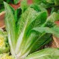 Romaine Lettuce (Lactuca L. var. longifolia) Vegetable 400 Seeds