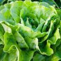 Romaine Lettuce (Lactuca L. var. longifolia) Vegetable 400 Seeds
