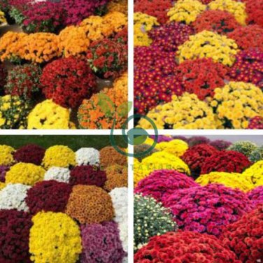 Dendranthema Grandiflorum Groud-cover Chrysanthemum Perennial Flower 500 Seeds