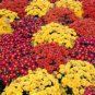 Dendranthema Grandiflorum Groud-cover Chrysanthemum Perennial Flower 500 Seeds