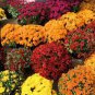 Dendranthema Grandiflorum Groud-cover Chrysanthemum Perennial Flower 500 Seeds