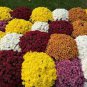 Dendranthema Grandiflorum Groud-cover Chrysanthemum Perennial Flower 500 Seeds