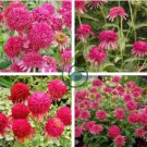Echinacea 'Cranberry Cupcake' Red Bonsai Coneflowers 400 Seeds