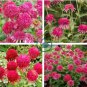Echinacea 'Cranberry Cupcake' Red Bonsai Coneflowers 400 Seeds