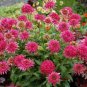 Echinacea 'Cranberry Cupcake' Red Bonsai Coneflowers 400 Seeds