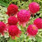 Echinacea 'Cranberry Cupcake' Red Bonsai Coneflowers 400 Seeds