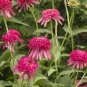 Echinacea 'Cranberry Cupcake' Red Bonsai Coneflowers 400 Seeds