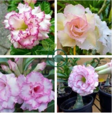 Adenium Purely Pink Desert Rose with Sweet Perfume 4 Seeds