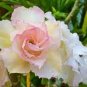 Adenium Purely Pink Desert Rose with Sweet Perfume 4 Seeds