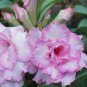 Adenium Purely Pink Desert Rose with Sweet Perfume 4 Seeds