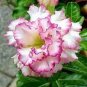 Adenium Purely Pink Desert Rose with Sweet Perfume 4 Seeds