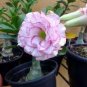 Adenium Purely Pink Desert Rose with Sweet Perfume 4 Seeds