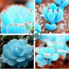 Bright Blue Lithops Livingstones 200 Seeds