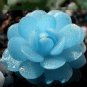 Bright Blue Lithops Livingstones 200 Seeds
