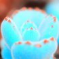 Bright Blue Lithops Livingstones 200 Seeds