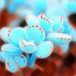 Bright Blue Lithops Livingstones 200 Seeds