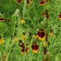 Mexican Hat Ratibida Echinacea Purpurea Cornflowers 40 Seeds