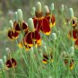 Mexican Hat Ratibida Echinacea Purpurea Cornflowers 40 Seeds