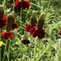 Mexican Hat Ratibida Echinacea Purpurea Cornflowers 40 Seeds