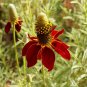 Mexican Hat Ratibida Echinacea Purpurea Cornflowers 40 Seeds